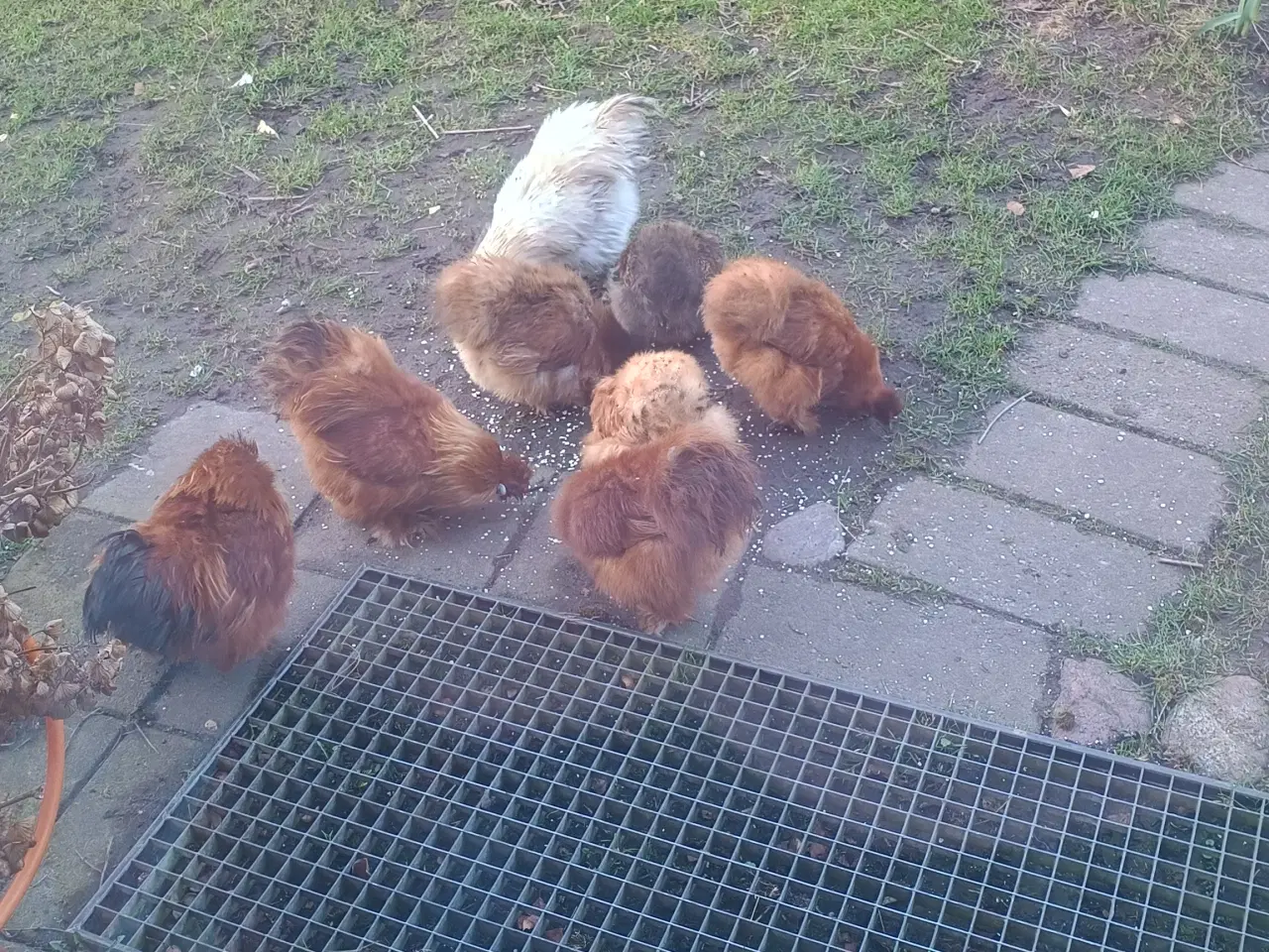 Billede 2 - Hane silke dværg rød