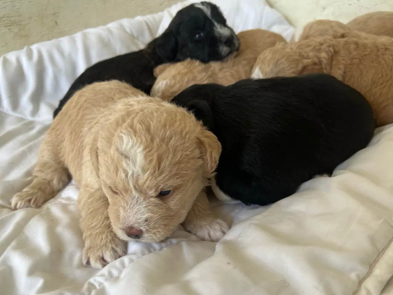 Billede 2 - Super skønne sociale Lagotto blandinger