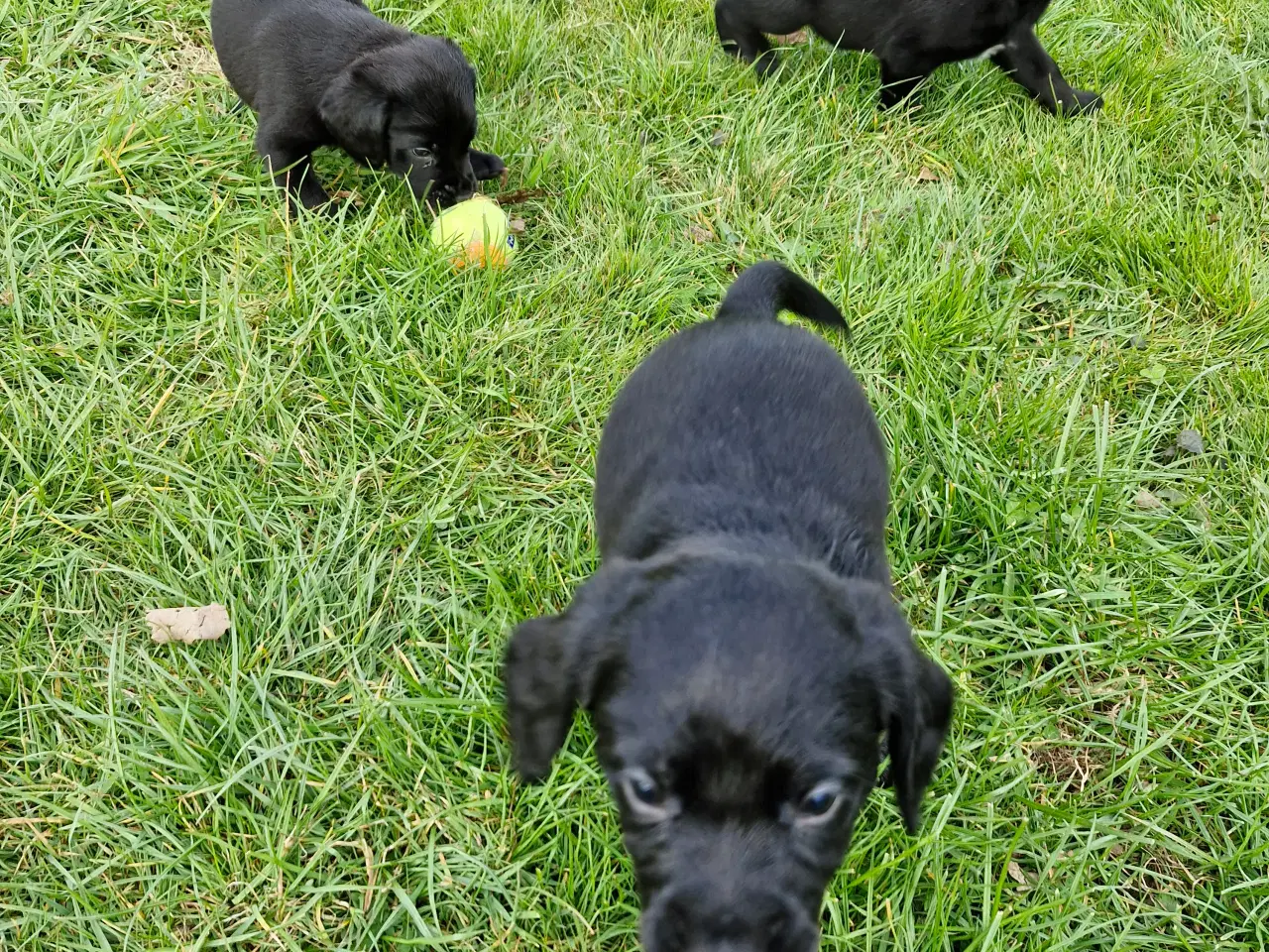 Billede 3 - Hundehvalpe Springer/Labrador blanding