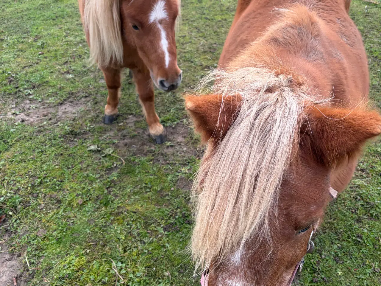 Billede 6 - 2 stk Shetlænder / shetlandspony