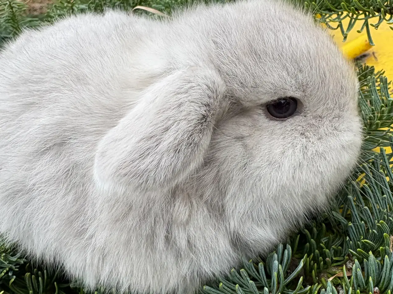 Billede 6 -  Skønne Minilops 