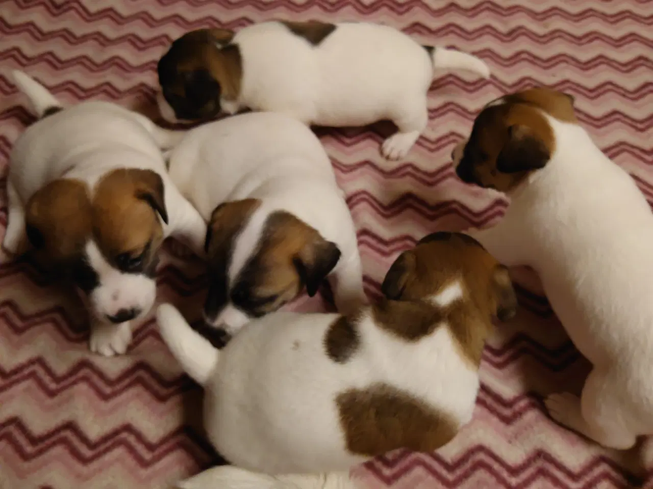 Billede 7 - Jack Russel hvalpe (lavbenet type)