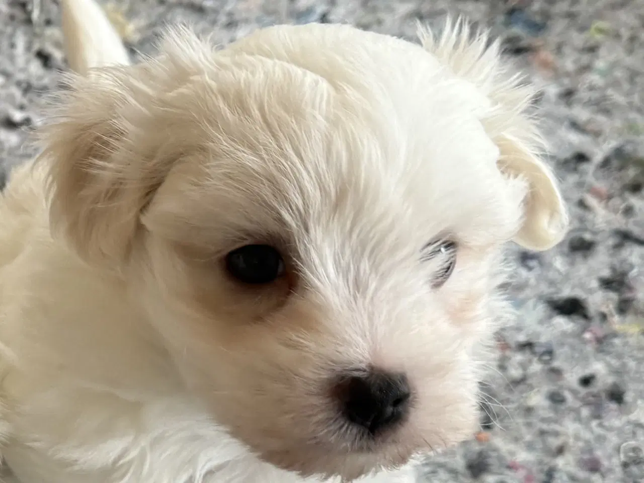 Billede 2 - Bichon havanais hvalpe sælges