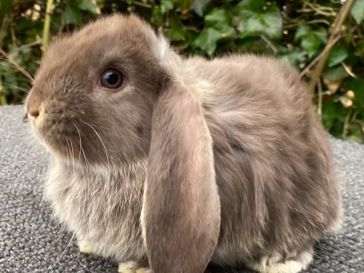Billede 6 - FRANSK VÆDDER HUN HAVANA OTTER