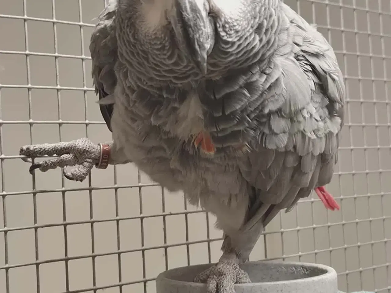 Billede 7 - 2 x Grå jaco & 1x Venuezela -papegøjer fælles hjem