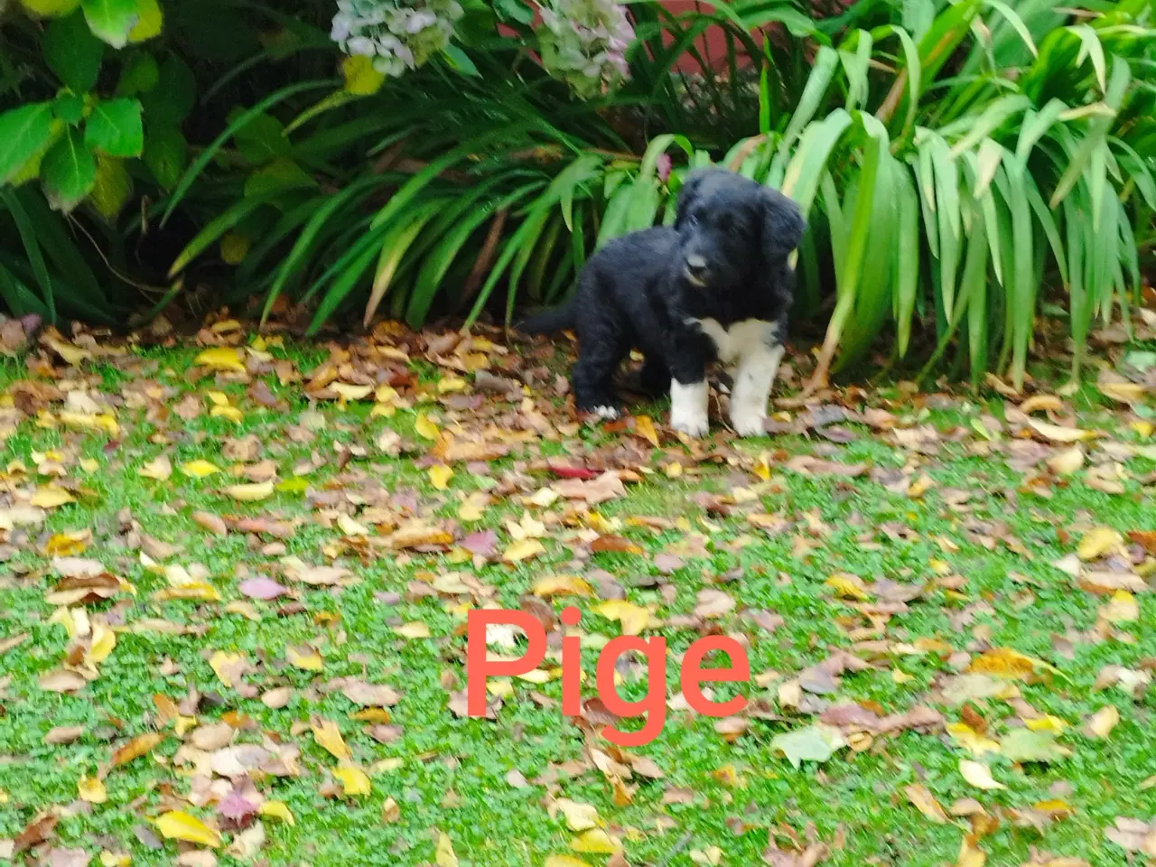 Billede 1 - Bordoodle (Border Collie & Poodle Mix):