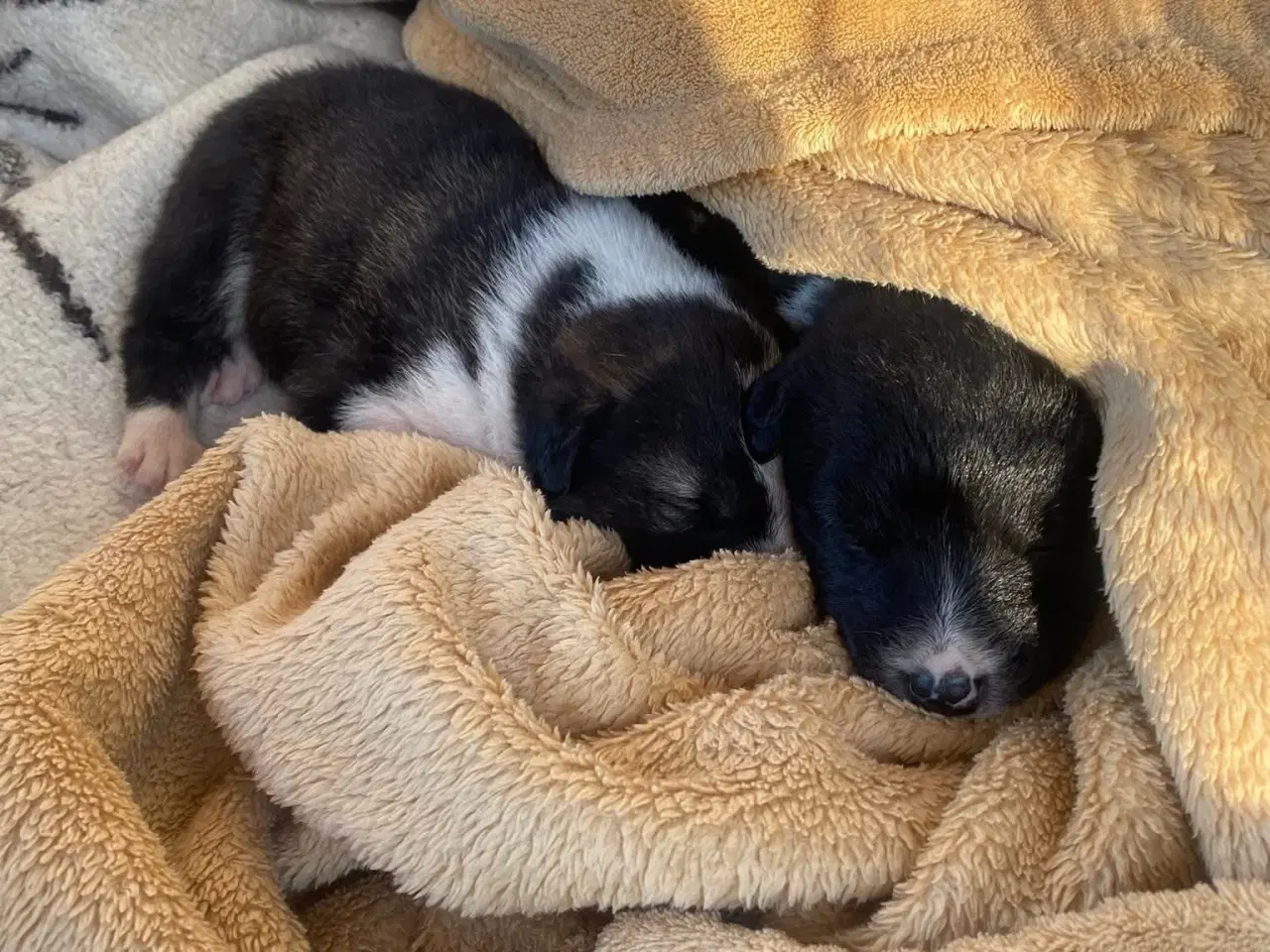 Billede 4 - Smukke Tora søger hjem 