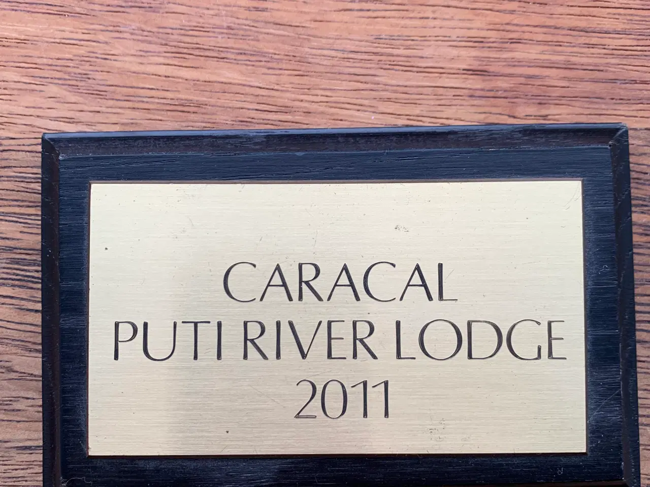 Billede 9 - Udstoppet caracal/ørkenlos