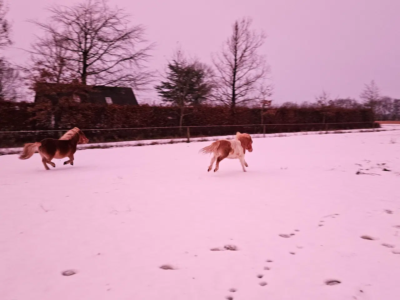 Billede 4 - Shetlænder Tilde & Timon