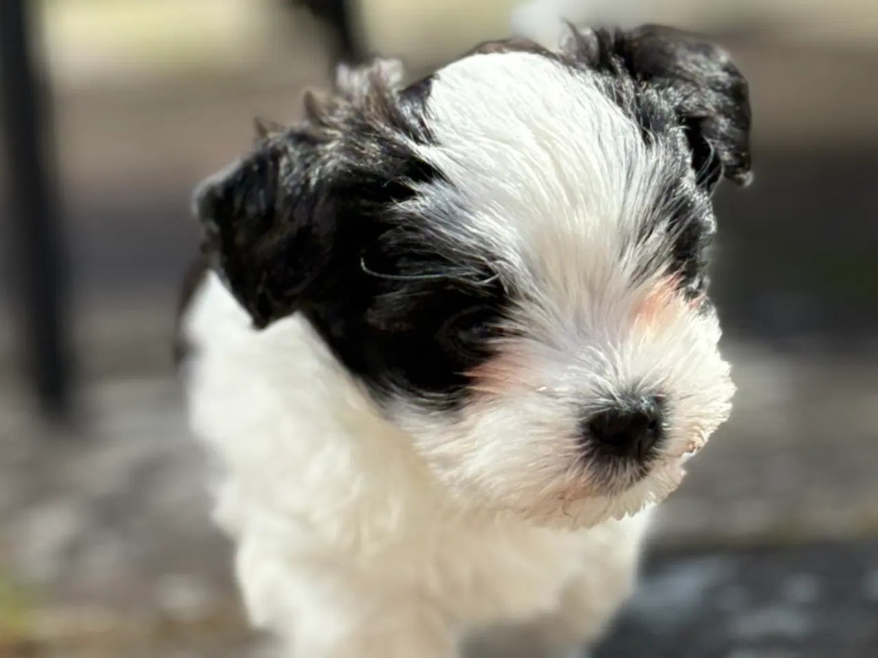 Billede 2 - Skøn lille Boomer fyr shih tzu/malteser
