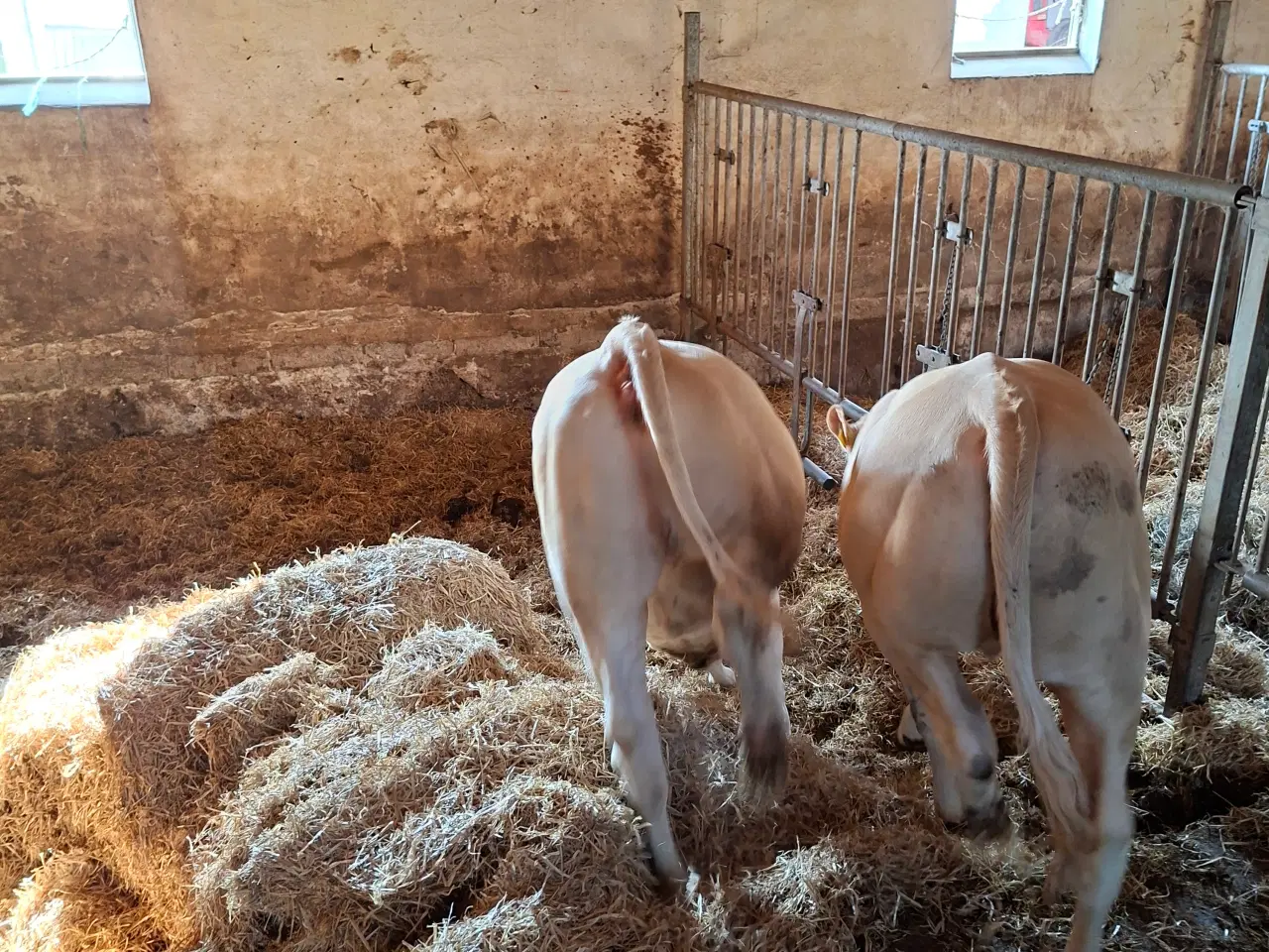 Billede 4 - 3 stk. flotte pollede blonde kvier