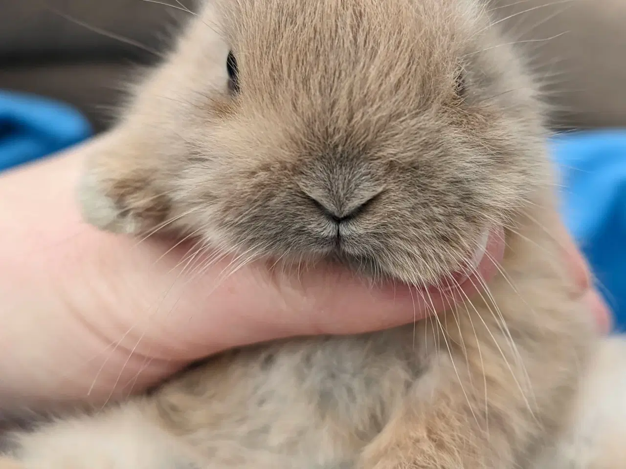 Billede 5 - Hermelin kaninunge sælges