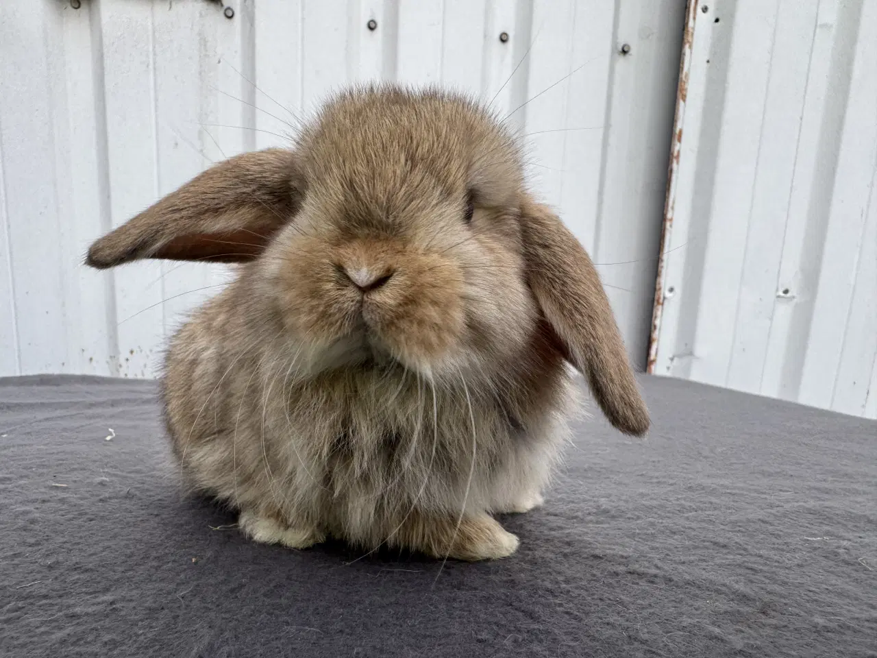 Billede 5 - Mini lop hankanin