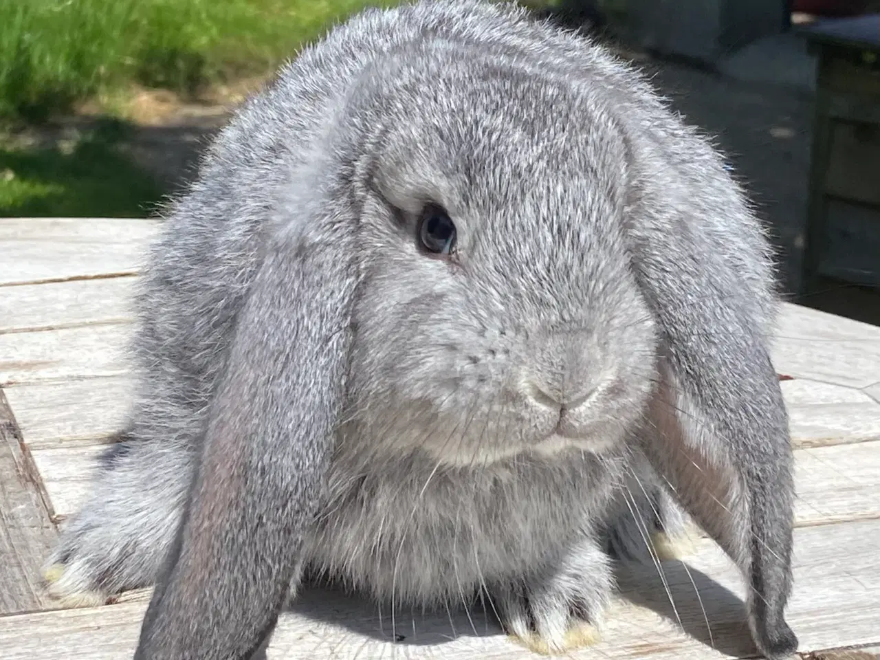 Billede 4 - FRANSK VÆDDER HUN CHINCHILLA