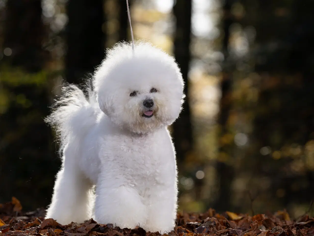 Billede 17 - Bichon Frise DKK FCI stamtavle Hanhund og tæve 