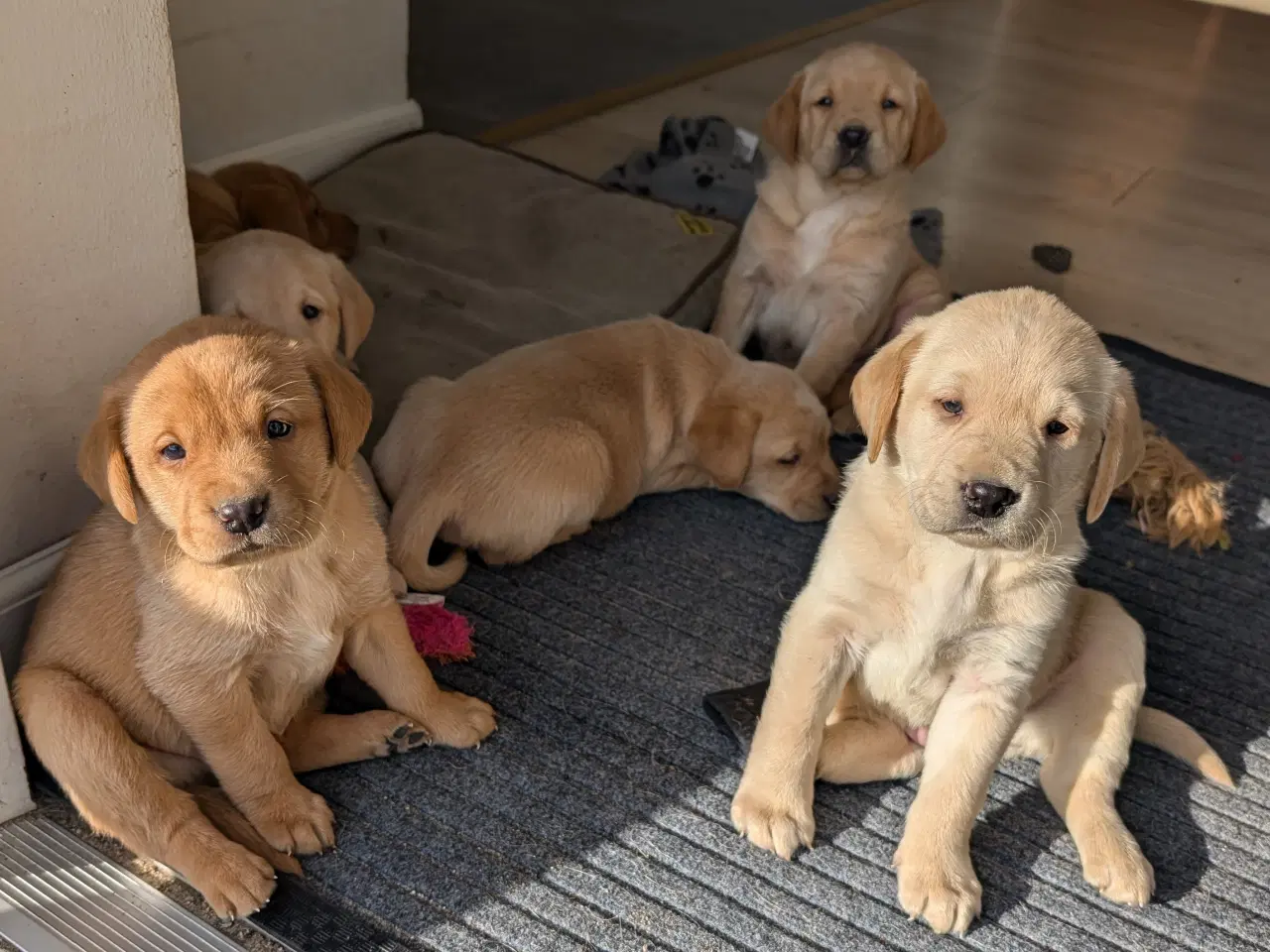 Billede 1 - Lækre Labrador hvalpe