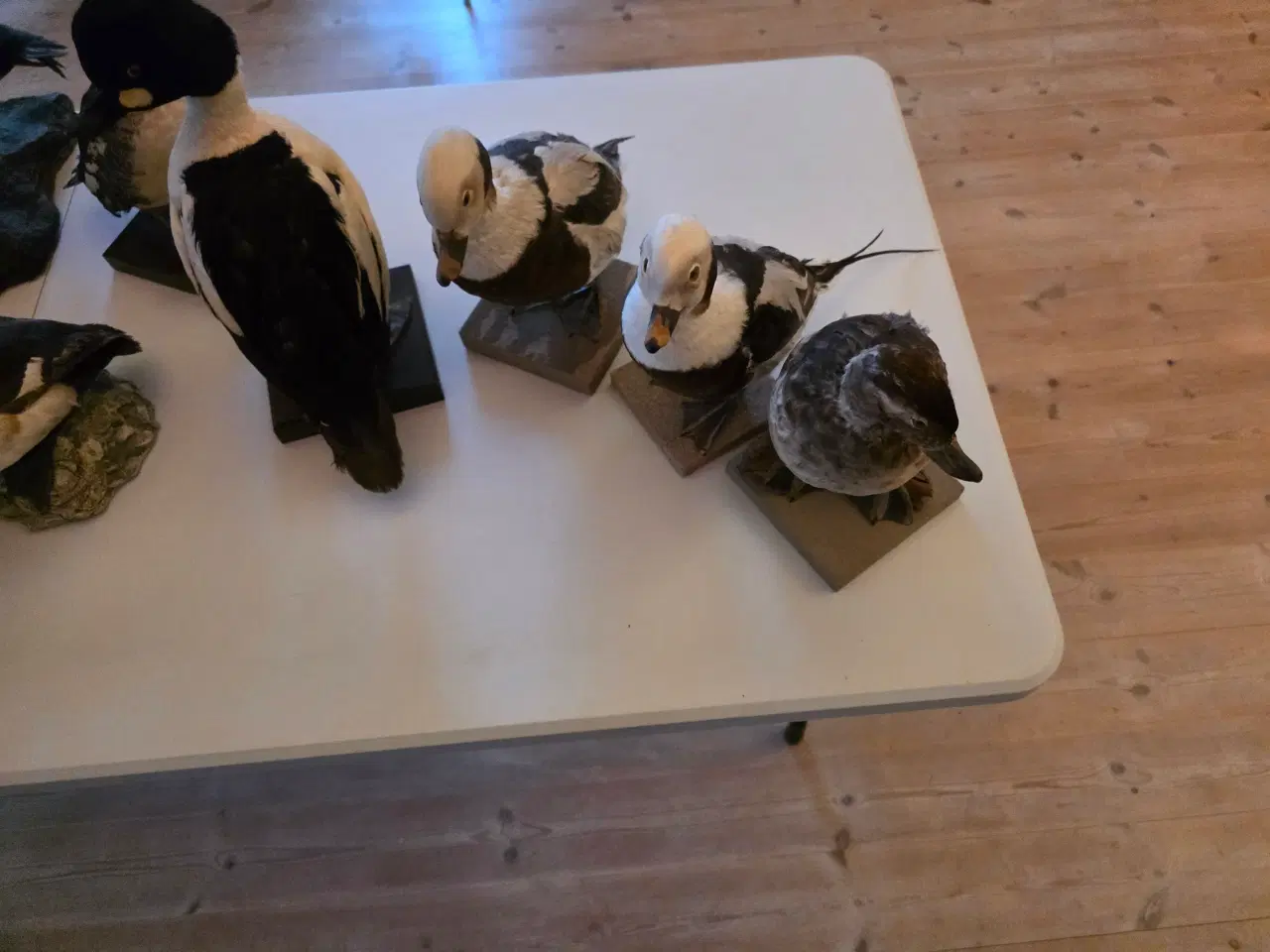 Billede 7 - Dykænder sælges enten samlet eller hver for sig