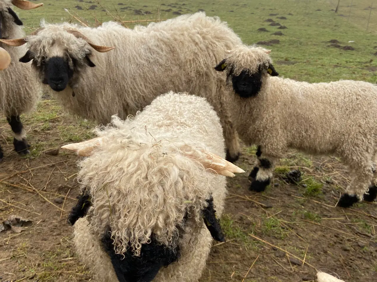 Billede 2 - Valais Blacknose vædderlam med M3 status