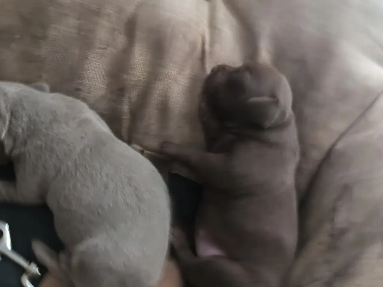 Billede 19 - Chiweenie hvalpe til salg – Chihuahua x gravehound