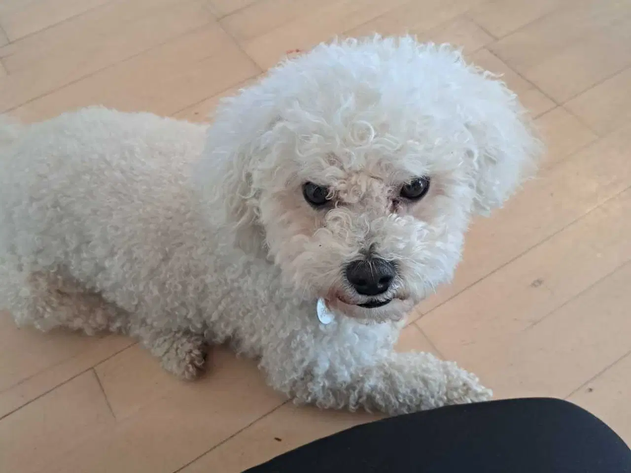 Billede 3 - Tilbyder til parring bichon frise 