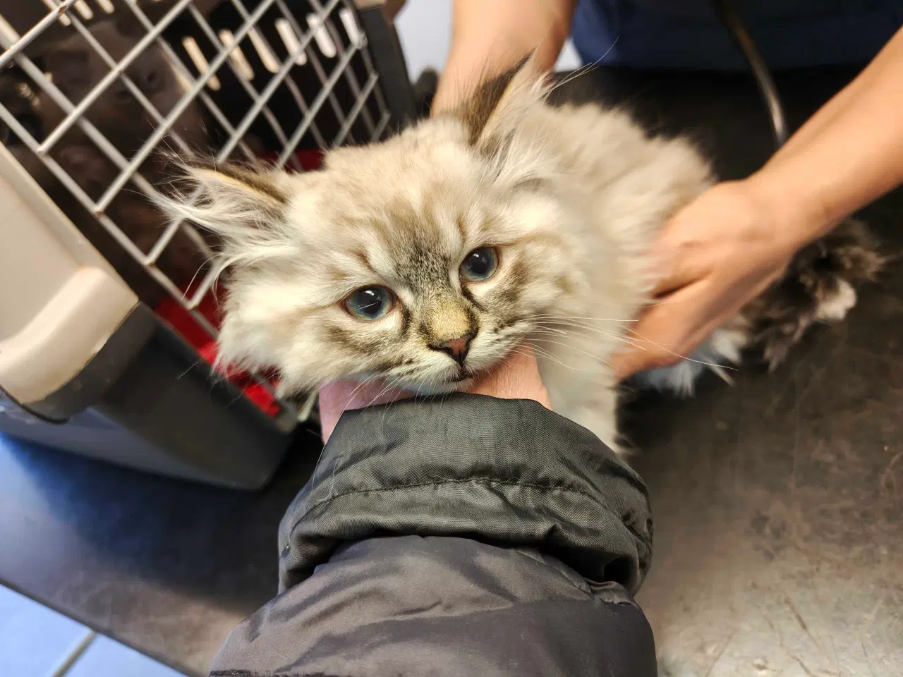 Billede 6 - Ragdoll- Skovkat mor. Far Ragdoll