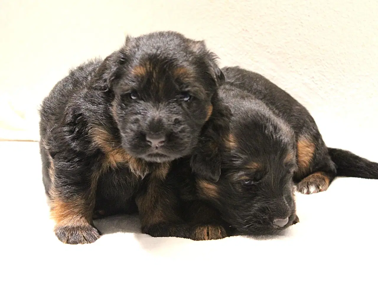 Billede 2 - Langhåret schæferhund