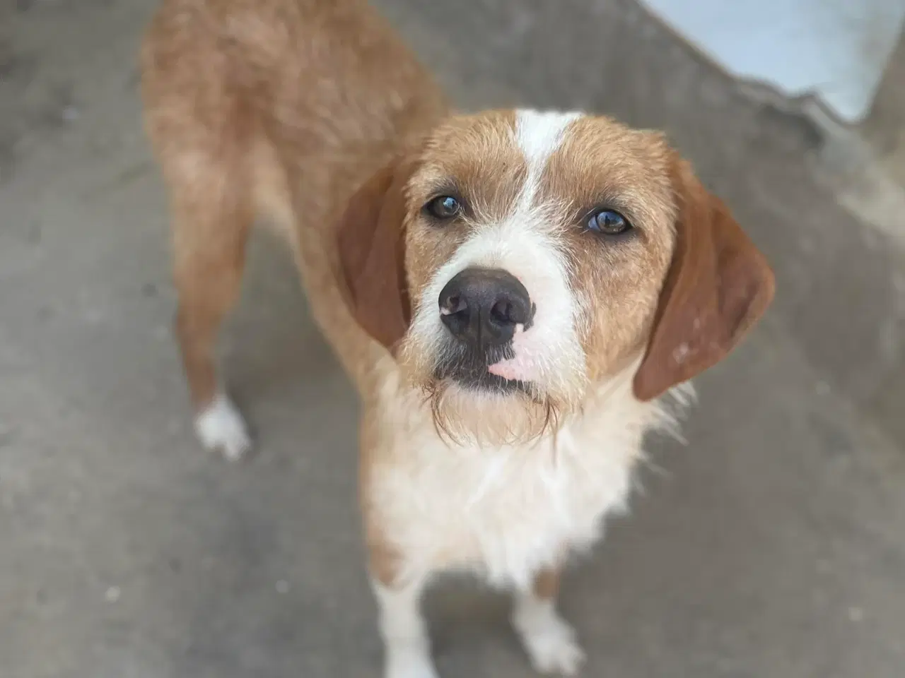 Billede 2 - Skønne Cairo søger sit eget hjem