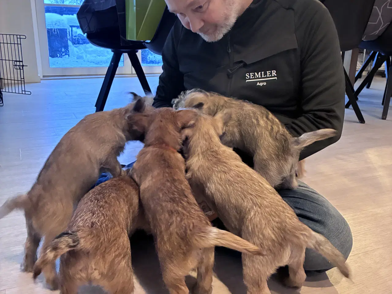 Billede 6 - KUN 2 TILBAGE -skønne Cairn tæver