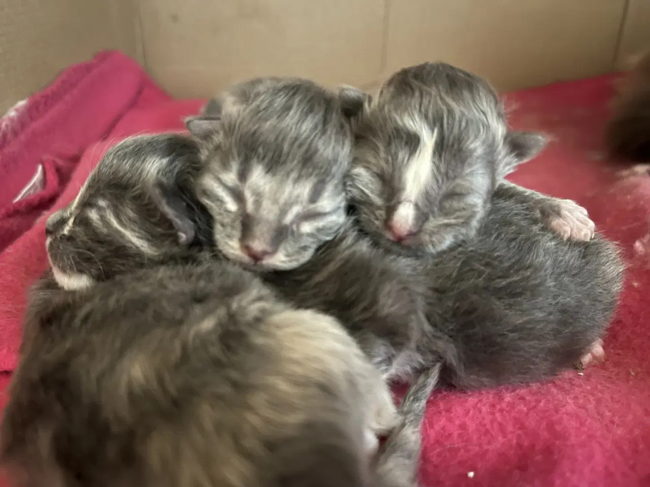 Billede 7 - Vamsede blandingskillinger 