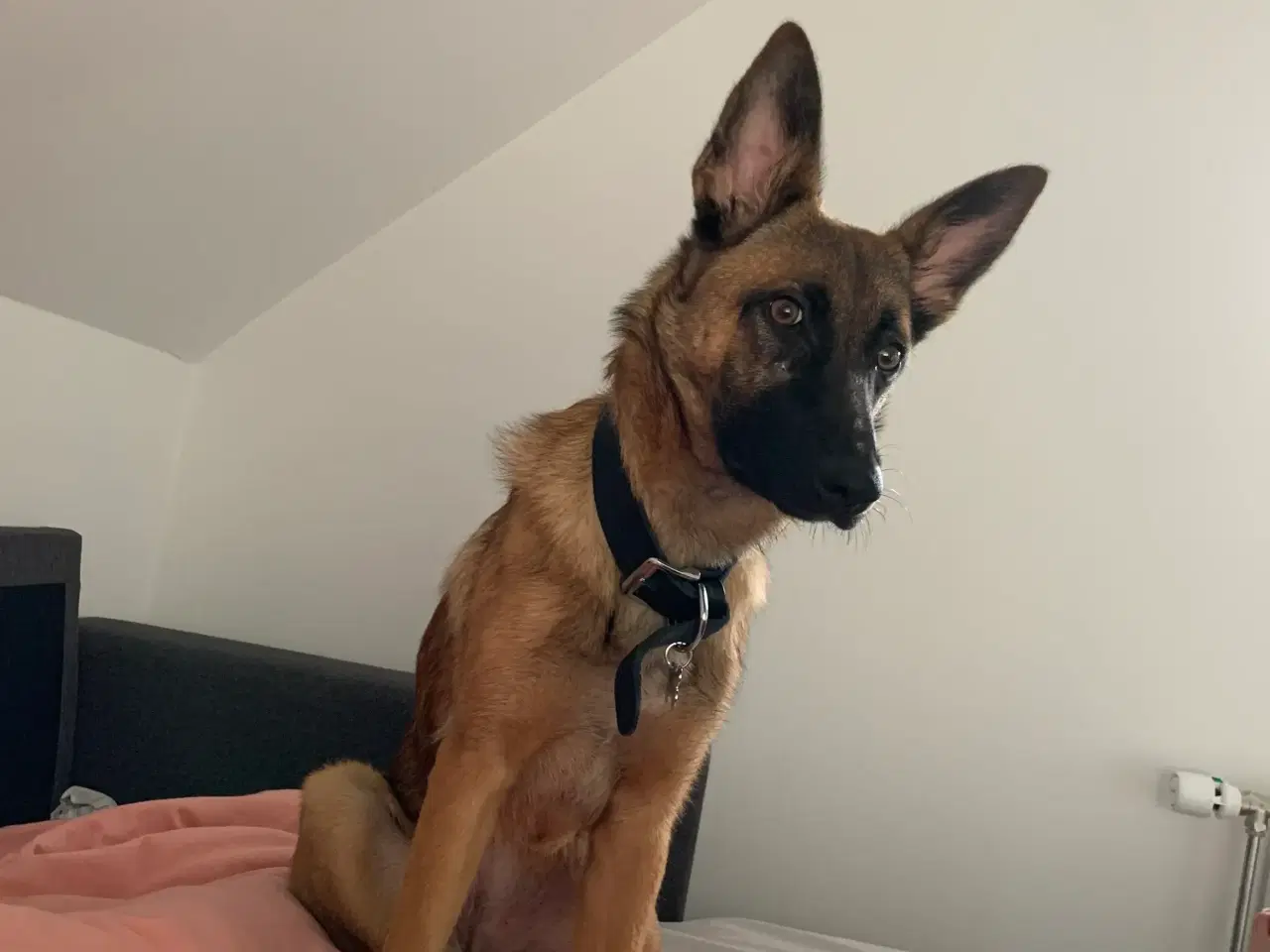 Billede 1 - Malinois til salg