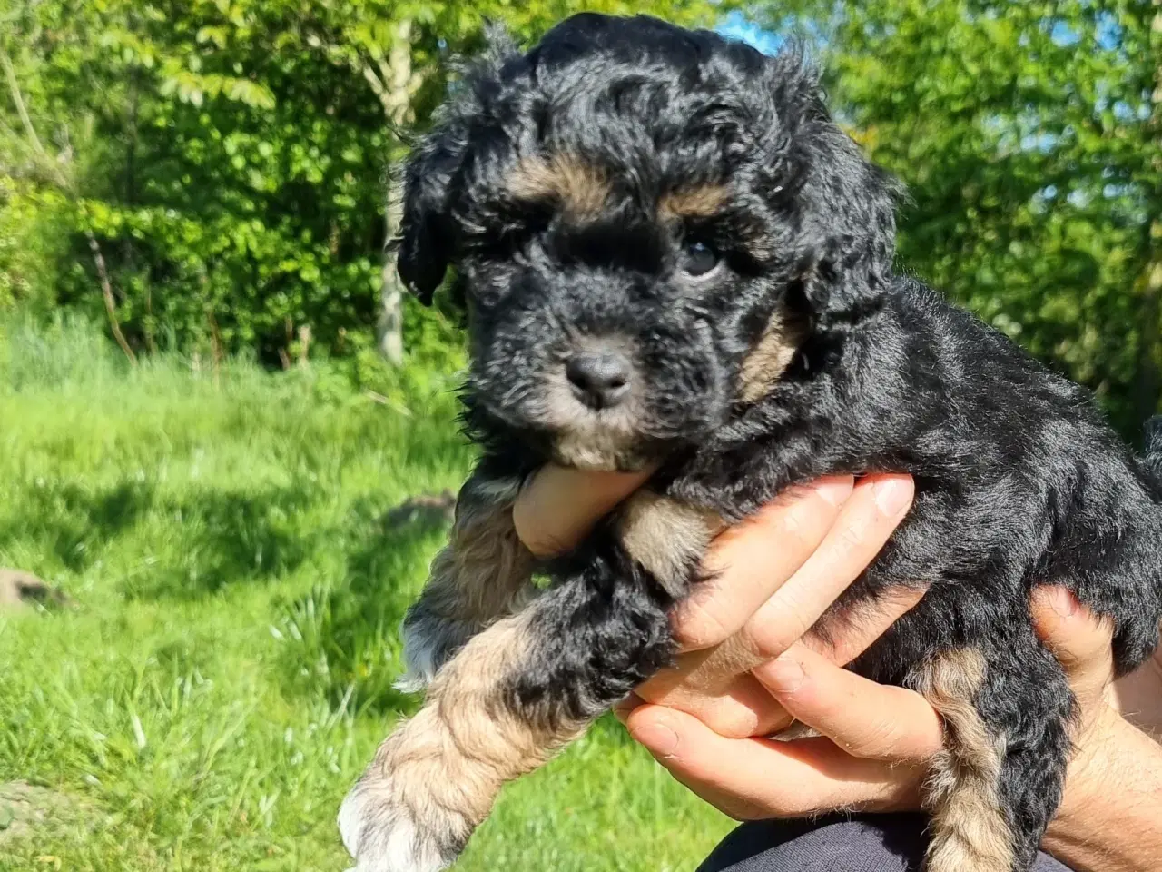 Billede 3 - Boomer/Puddel hvalpe