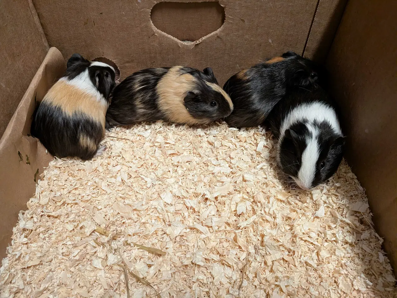 Billede 4 - marsvin unger søger nyt hjem