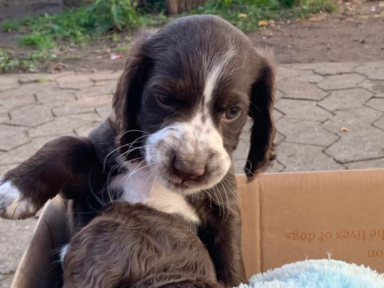 Billede 3 - FT Cocker Spaniel tæve