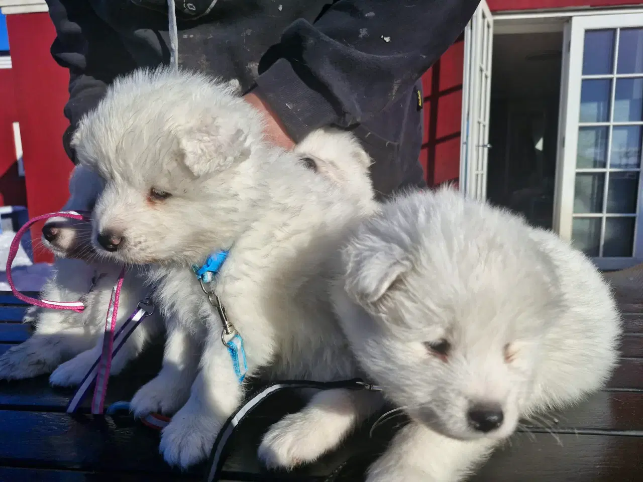 Billede 11 - Hvalpe søger nye hjem