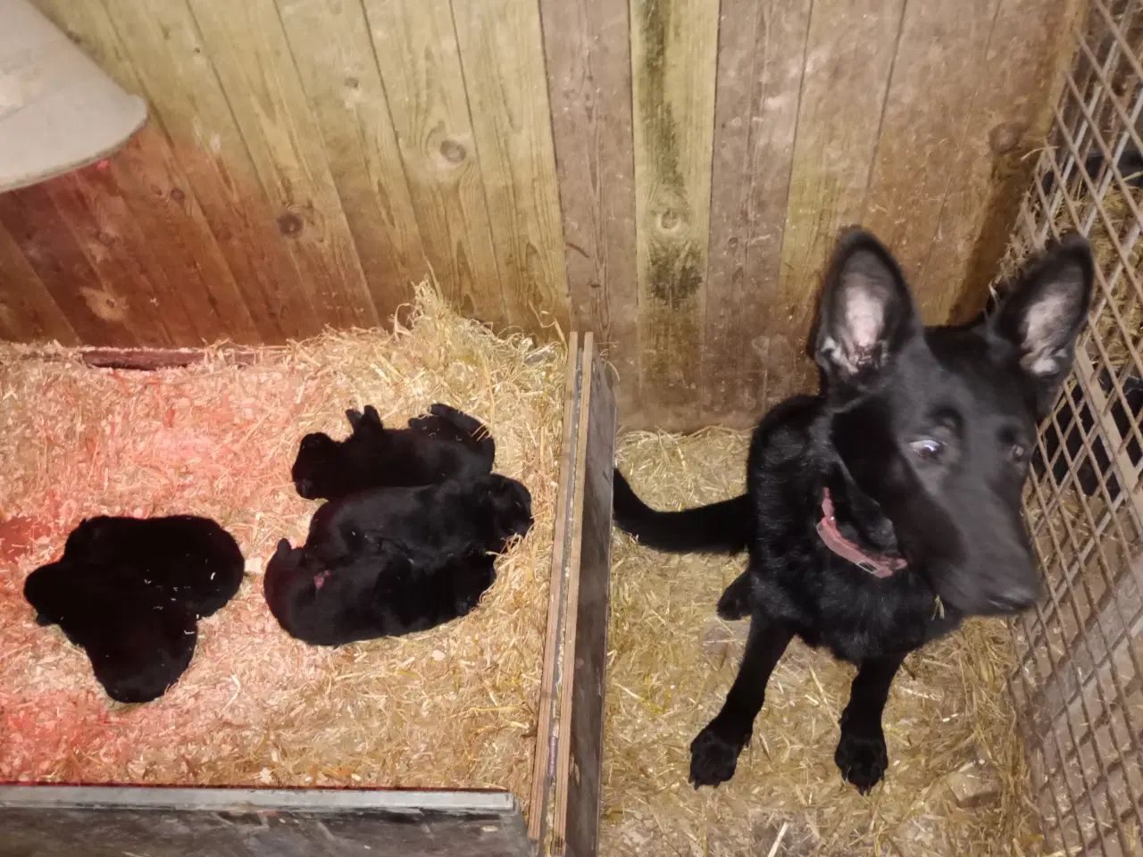 Billede 4 - Schæfer hvalpe sorte DKK