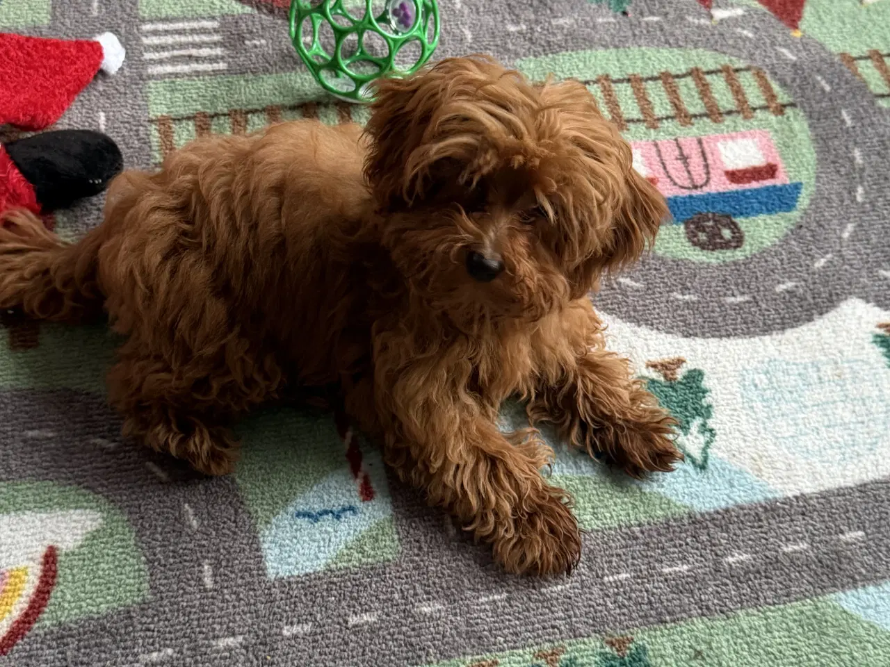 Billede 3 - Maltipoo piger rejseklar 