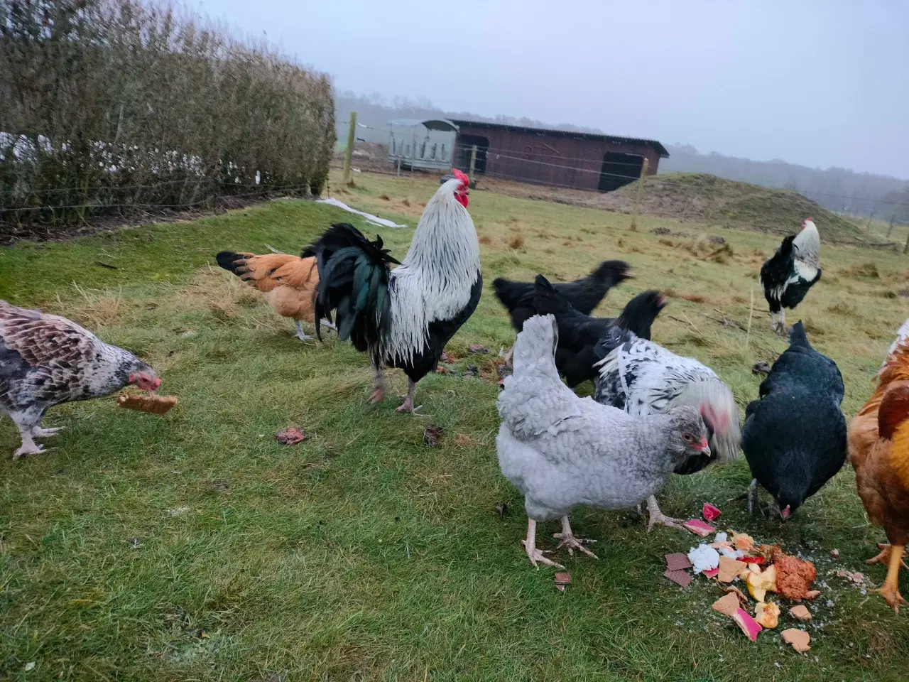 Billede 2 - Flotte haner sælges 