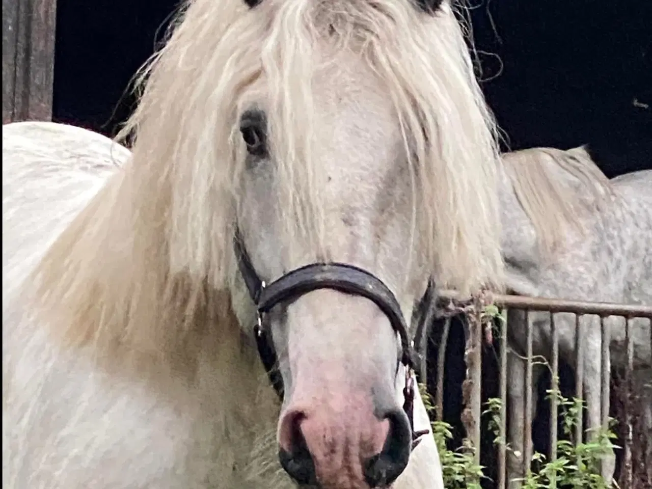 Billede 6 - Irish COB crossbreed