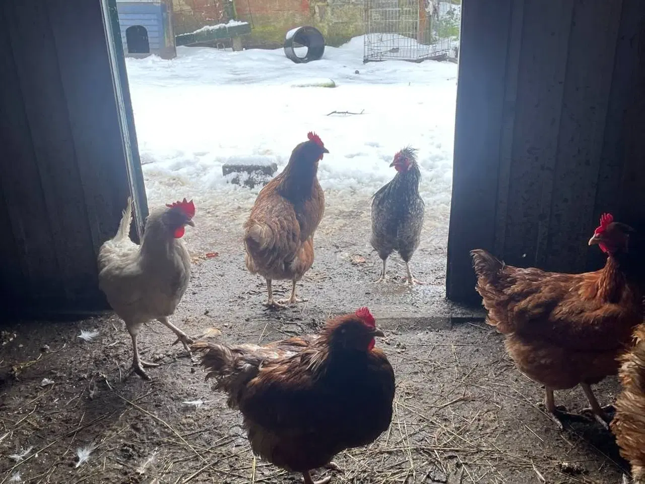 Billede 9 - En ung hane og tre høner i Zone 6818 er til salg. 