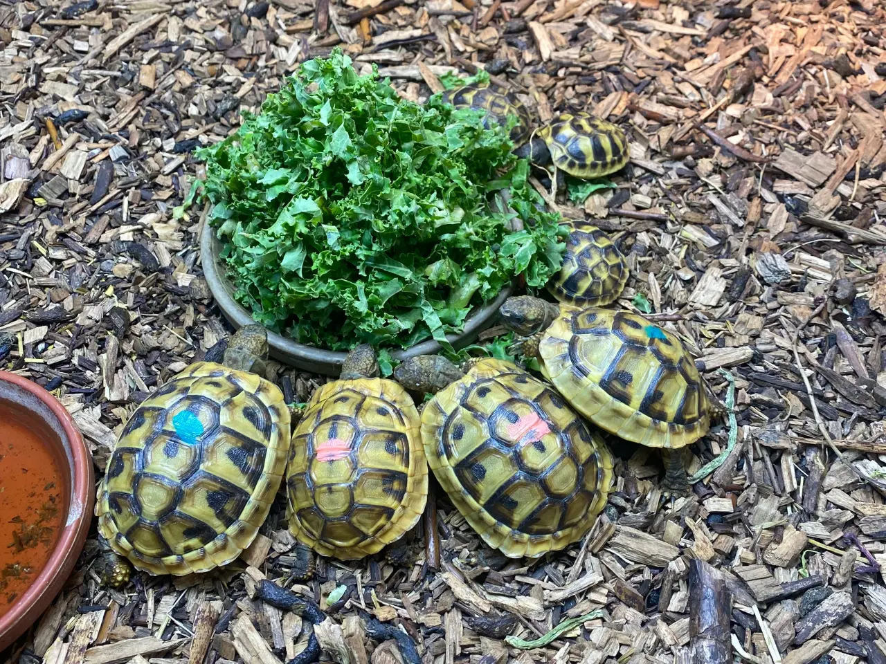 Billede 1 - Græske landskildpadder 