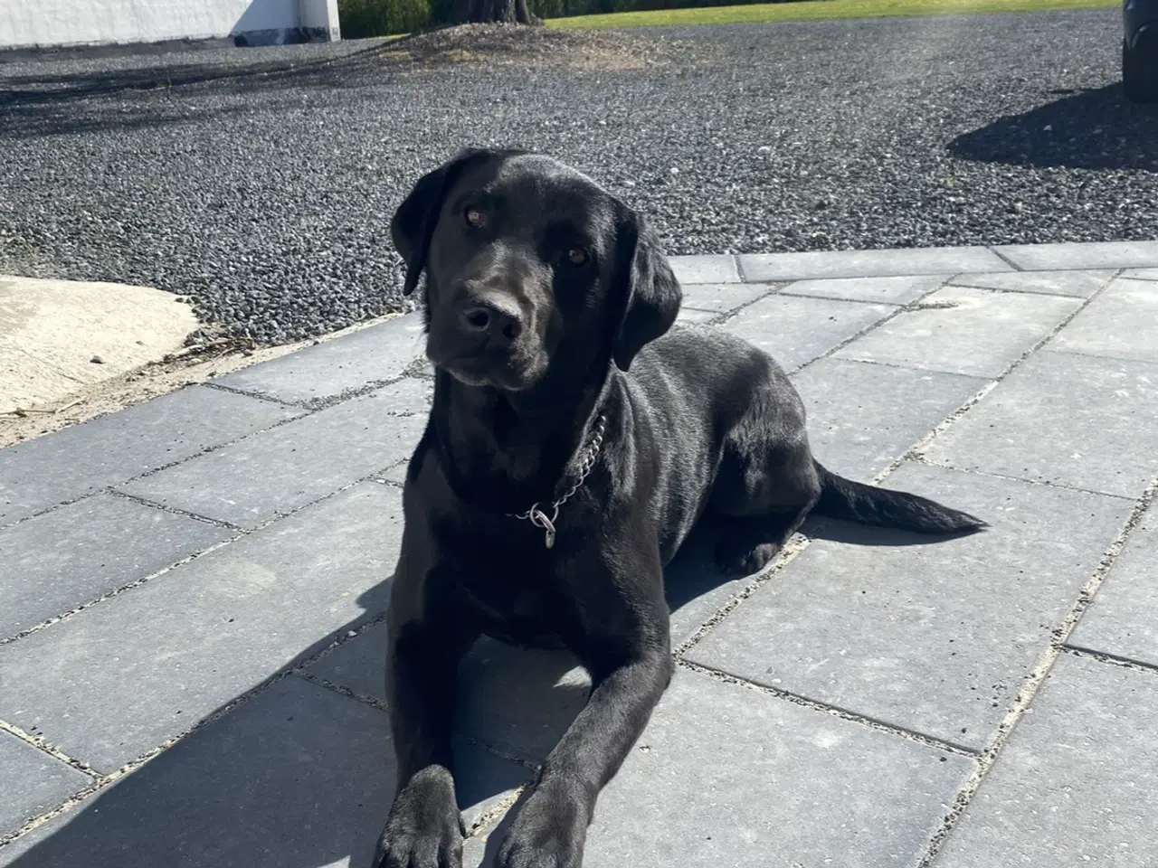 Billede 6 - Hvalpe Labrador Formel 1
