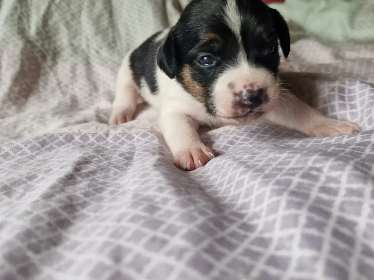 Billede 3 - Dansk svensk gårdhund jack russel