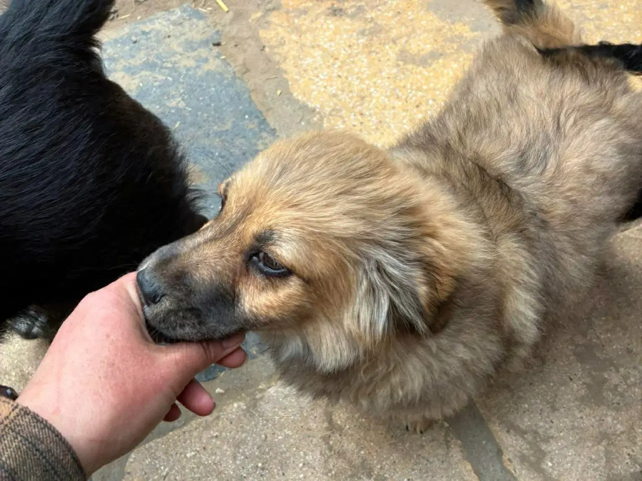 Billede 4 - Hvalpen Pjuske søger en kærlig familie