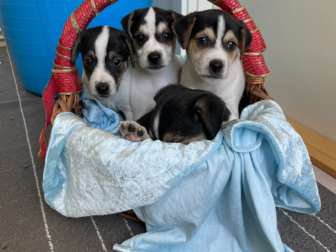 Billede 4 - Dansk svensk Gårdhund hvalpe 