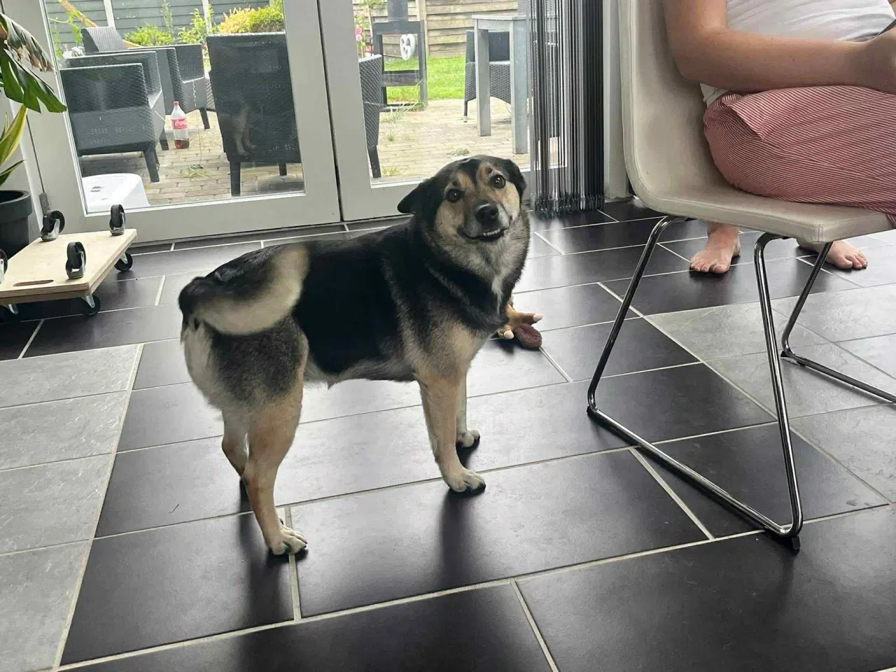 Billede 7 - Islandske fårehund med Australien shephard og DSG