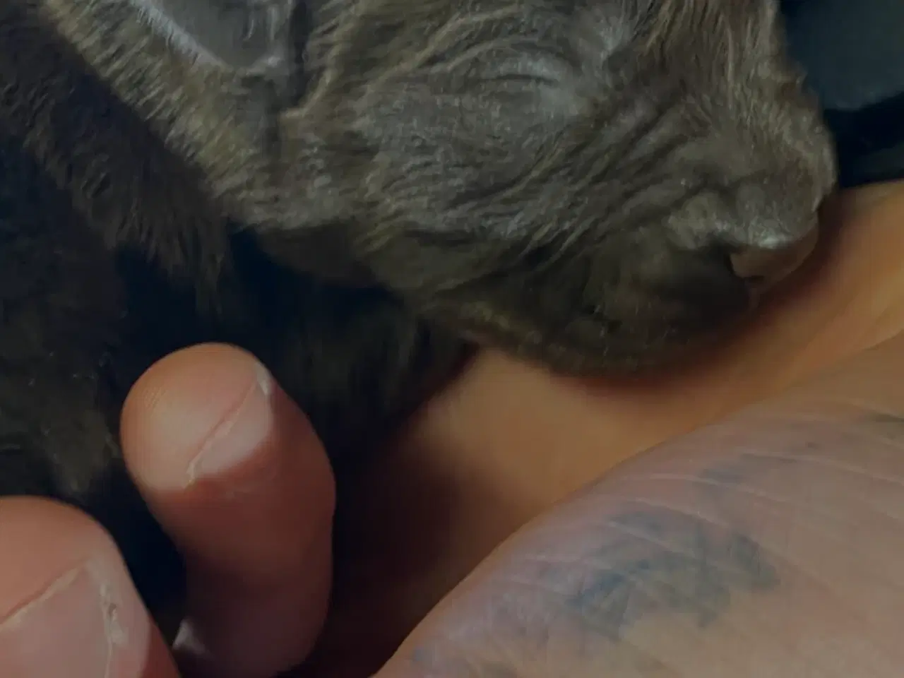 Billede 3 - Labrador hvalpe 