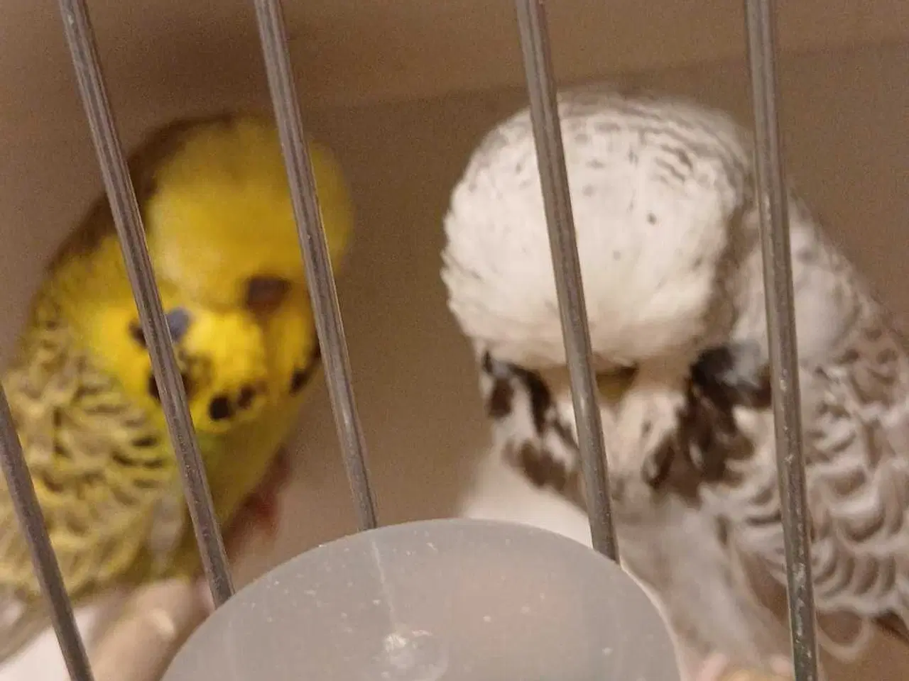 Billede 3 - 1 par Engelske undulater 