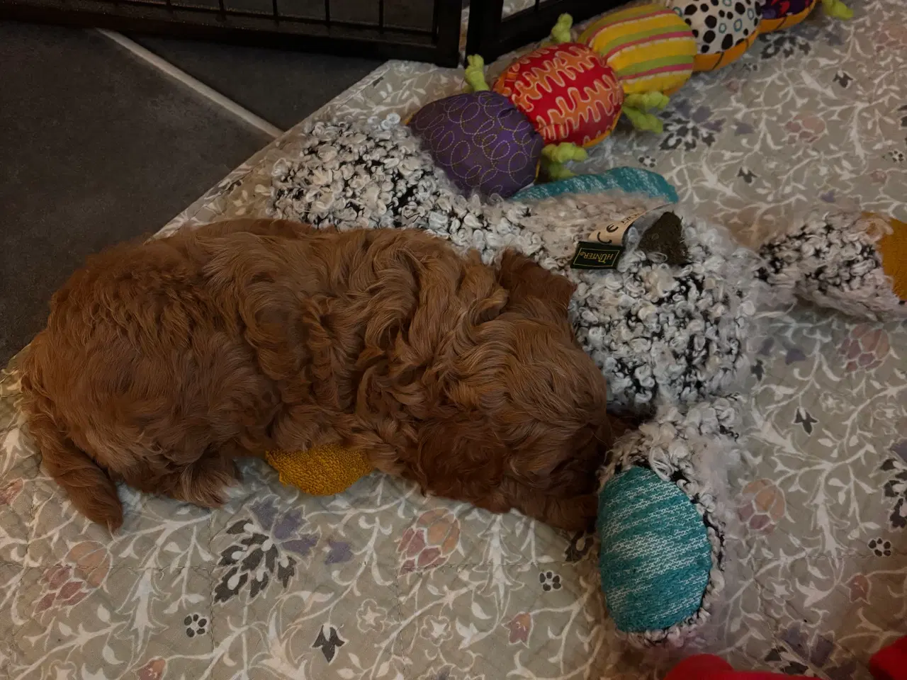 Billede 4 - Skønne Cavapoo hvalpe 