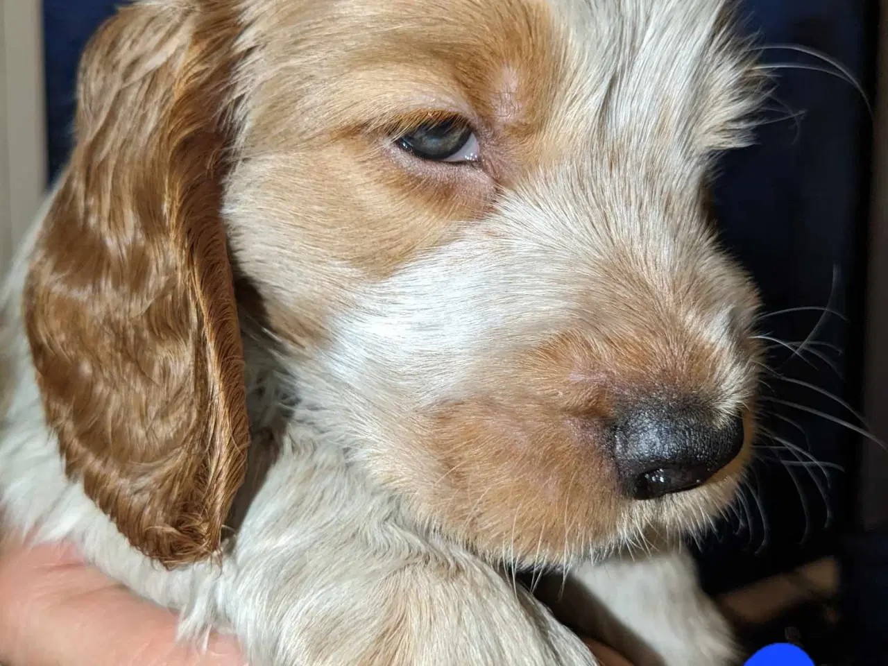 Billede 2 - engelsk cocker spaniel