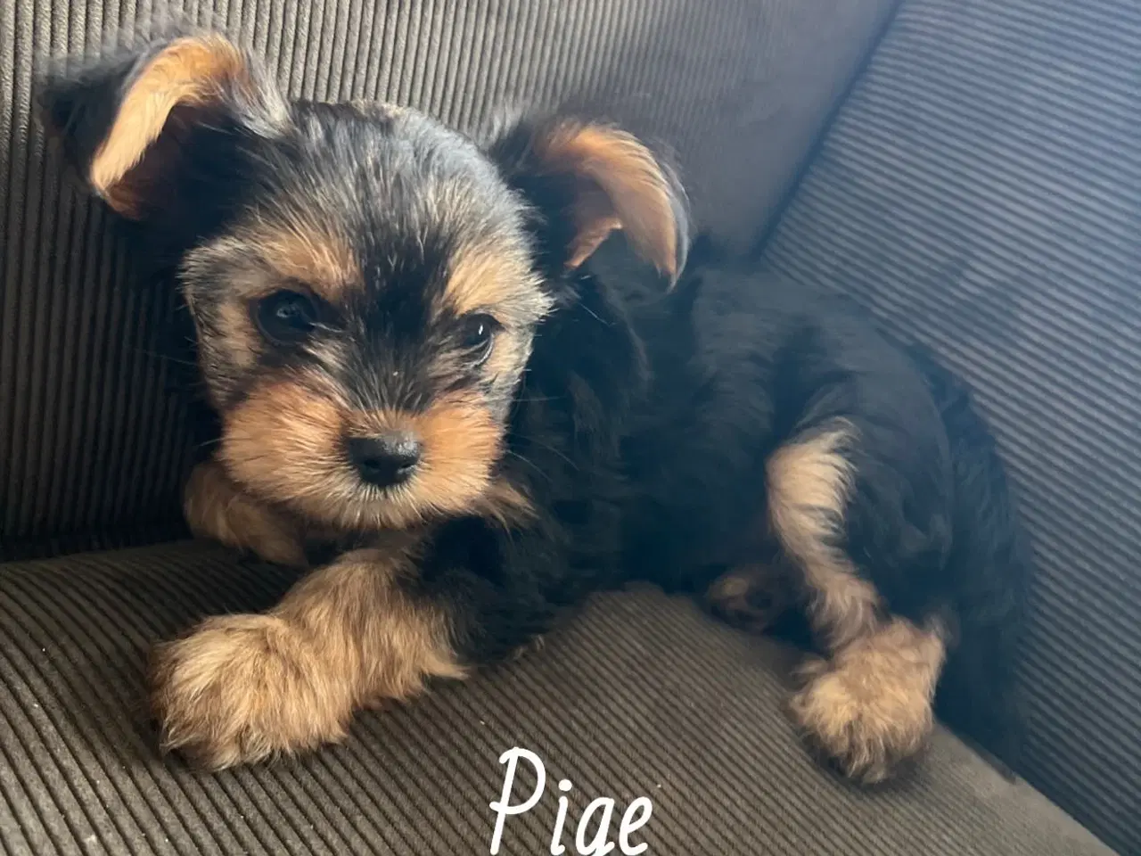 Billede 16 - Yorkshire terrier/Chihuahua